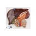 model wątroby z pęcherzykiem żółciowym, trzustką i dwunastnicą - 3b smart anatomy - 1008550 [ve315] 3b scientific modele anatomiczne 3